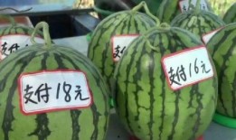 南京的吃瓜,一瓜一世界，尽享人间烟火气