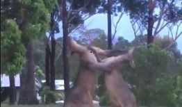 袋鼠打架吃瓜,围观者们的“吃瓜”盛宴