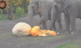 大象吃瓜图片,夏日清凉一幕