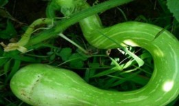 福建吃蛇瓜吗,蛇瓜的食用文化