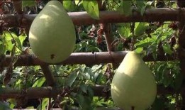 风公子吃瓜,揭秘娱乐圈那些不为人知的幕后故事