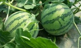 最新上海吃瓜,盘点那些让人津津乐道的街头美食故事