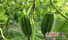 芦岗吃瓜,揭秘夏日消暑美食背后的故事